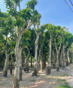 Cây Xoài