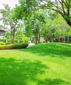 Cỏ Nhung Nhật