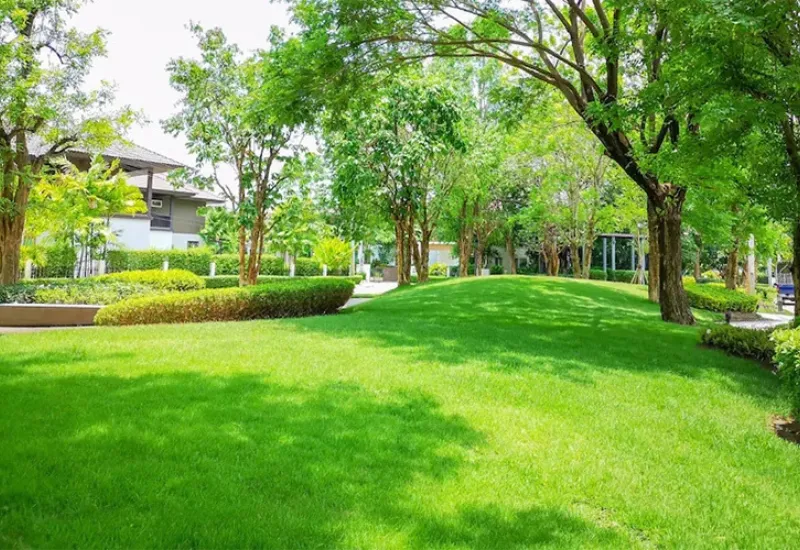 Cây ban tím (11)