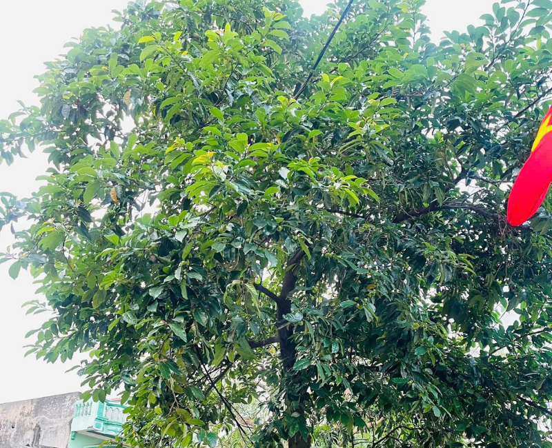 Cây ban tím (36)