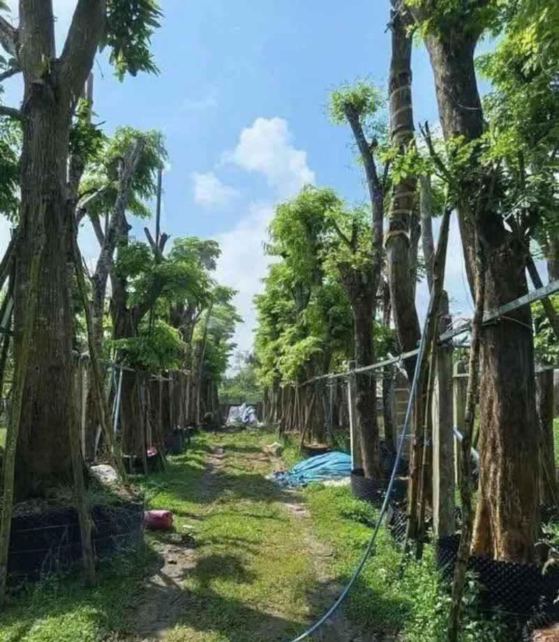 Cây ban tím (45)