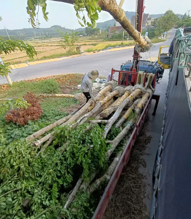 Cây ban tím (46)