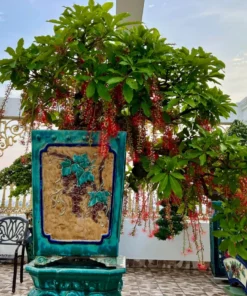 Cây lộc vừng