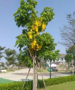 Cây Muồng Hoàng Yến