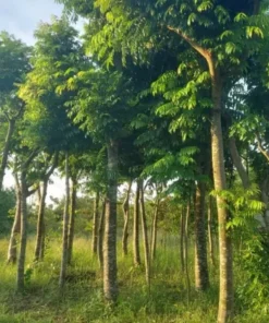 Cây Sấu