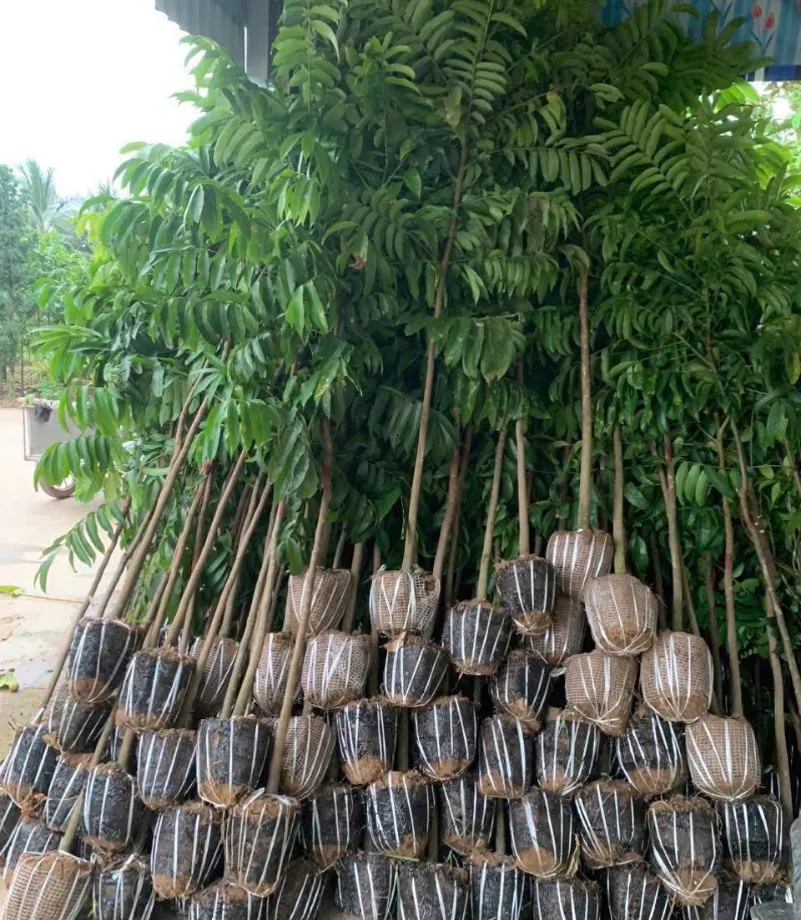 nhà vườn vũ khang (24)