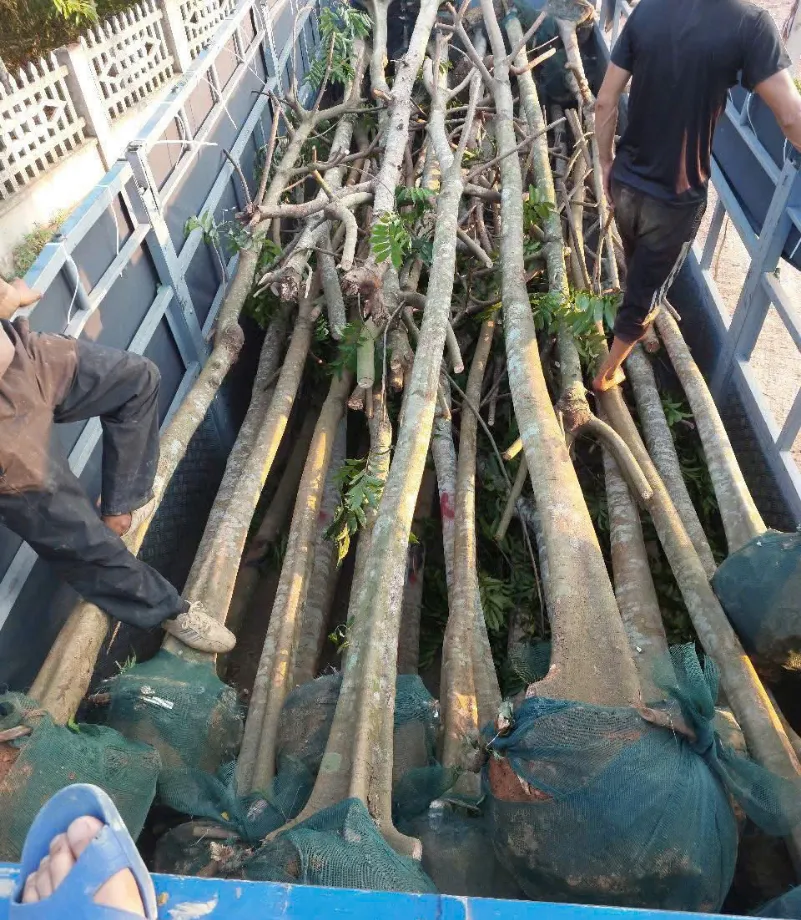 nhà vườn vũ khang (25)