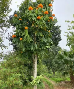 Cây Vàng Anh