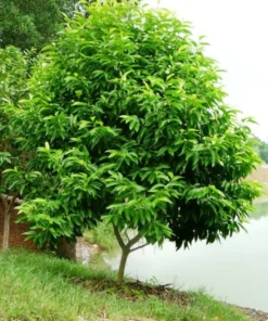 Cây ngọc lan