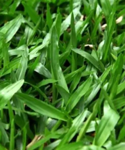 Cỏ Lá Tre