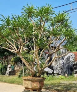 Cây Đại Lộc