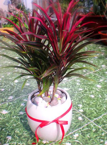 cây hoàn kiếm-min