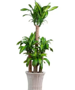 Cây Thiết Mộc Lan