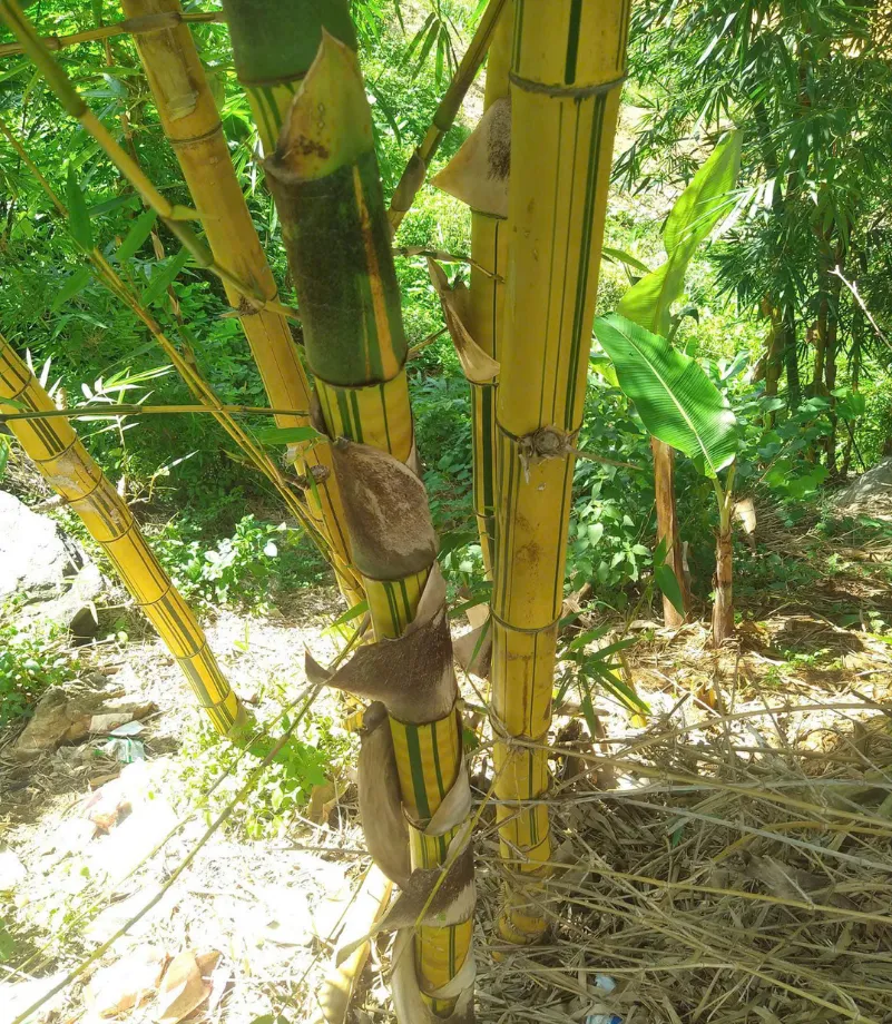 nhà vườn vũ khang (36)