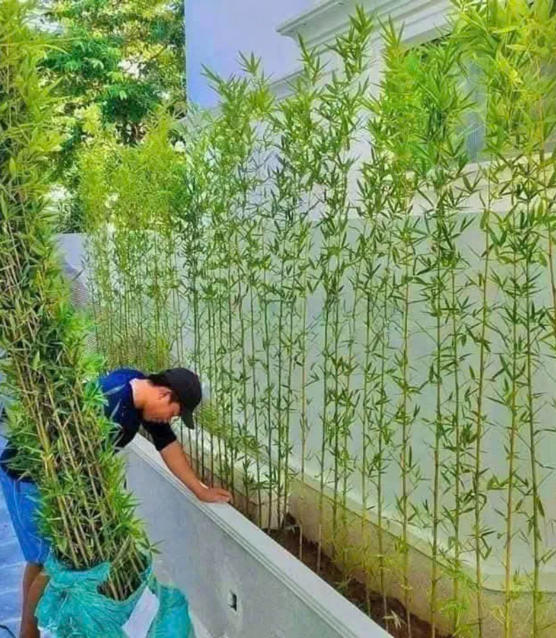 nhà vườn vũ khang (82)