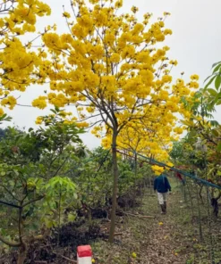 Cây Phong Linh Hoa Vàng