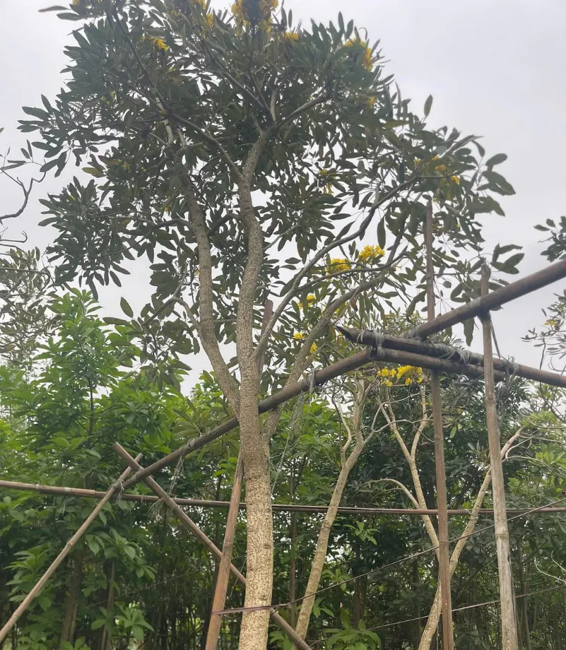 nhà vườn vũ khang (57)